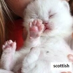 шотландские котята вислоухие,  хайленд,  страйт горловка