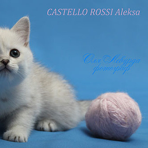 Британские, шотландские котята. Питомник кошек Castello Rossi