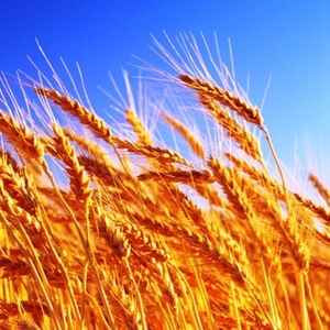 Куплю пшеницу ячмень кукурузу подсолнечник рапс
