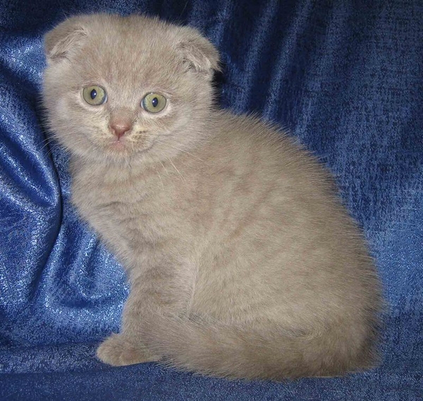 Короткошерстный плюшевый шотландский котенок.