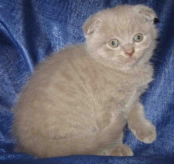 Короткошерстный плюшевый шотландский котенок. 3