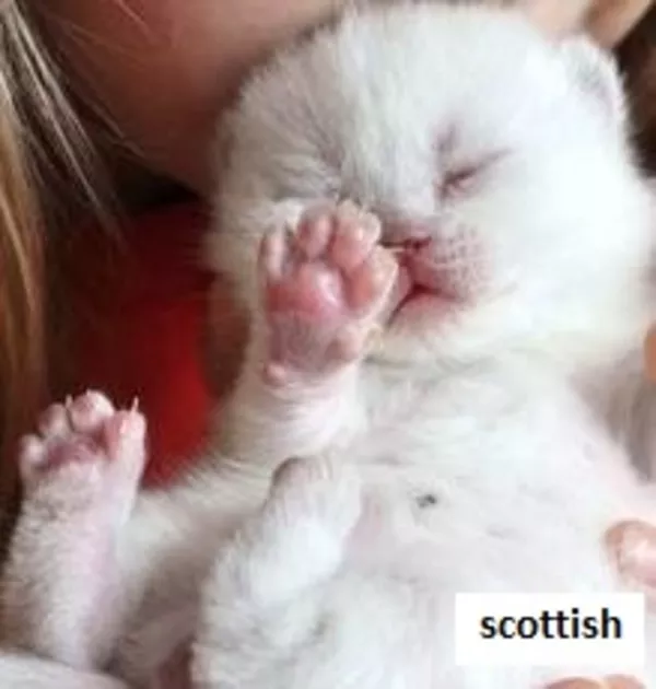 шотландские котята вислоухие,  хайленд,  страйт енакиево