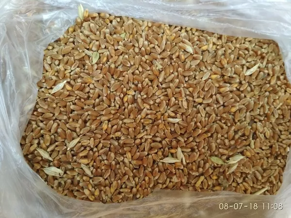 Пшеница 2-3 класс