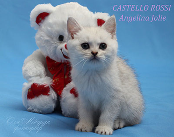 Британские, шотландские котята. Питомник кошек Castello Rossi 5